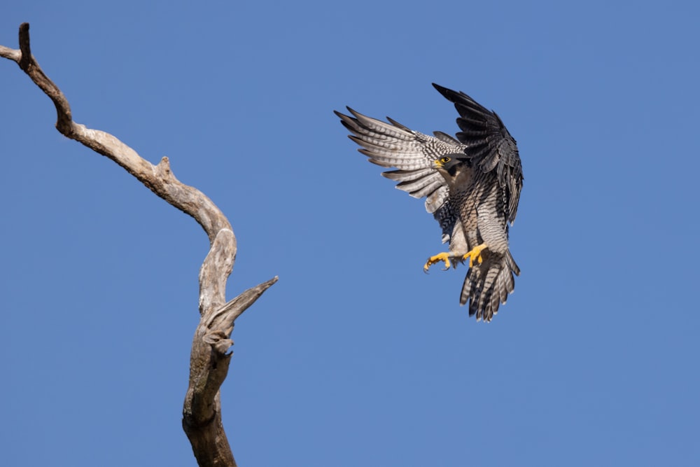 a bird flying in the air over a tree branch