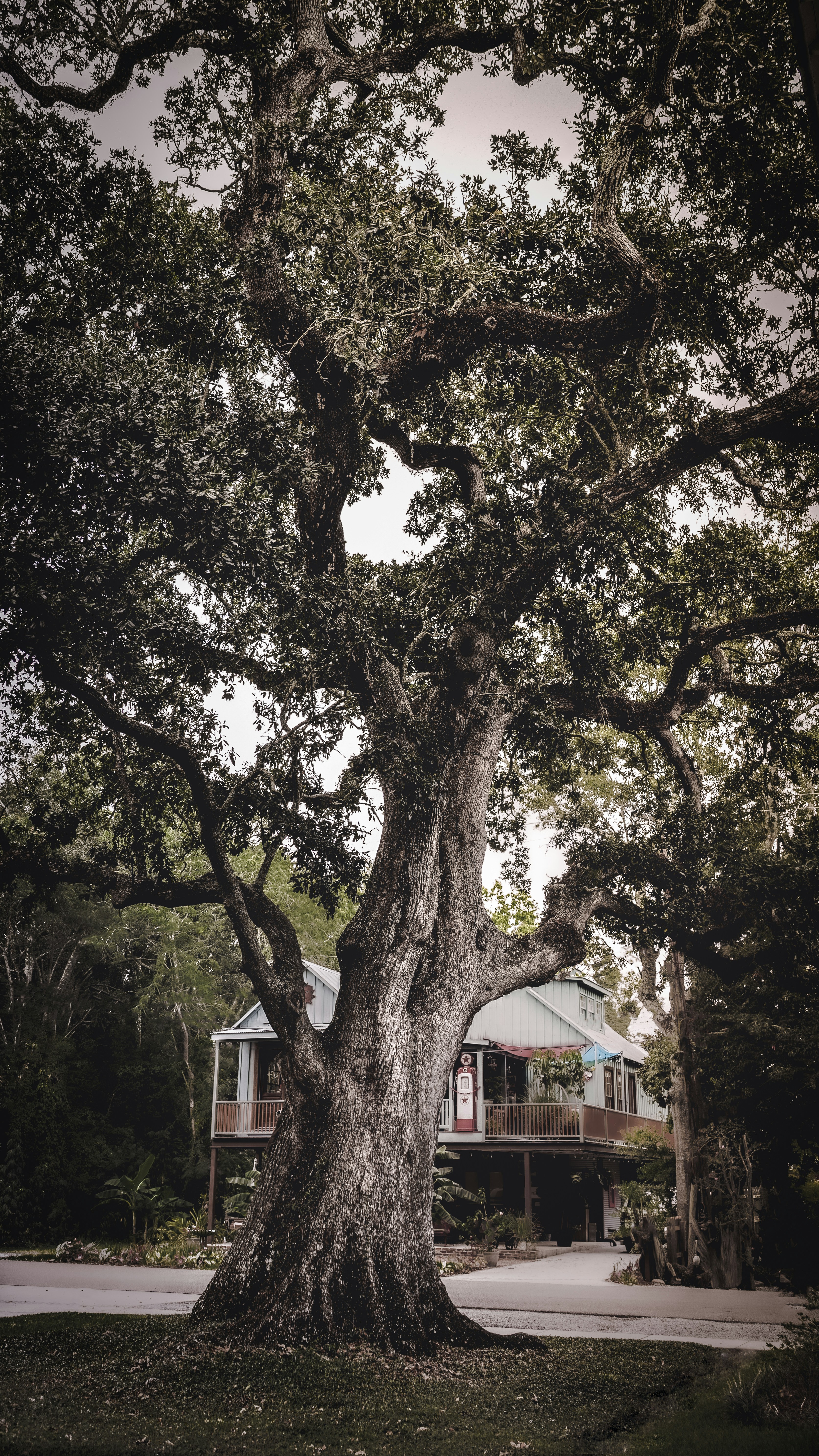 a large tree in front of a house
