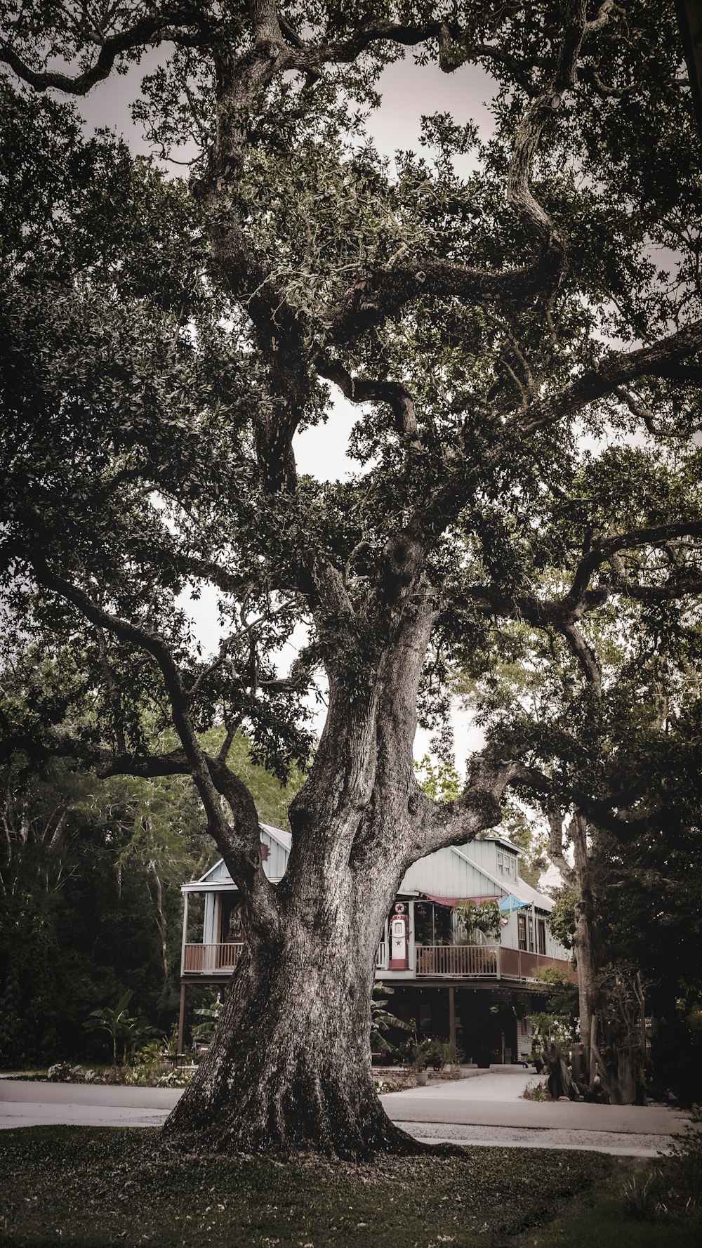 a large tree in front of a house