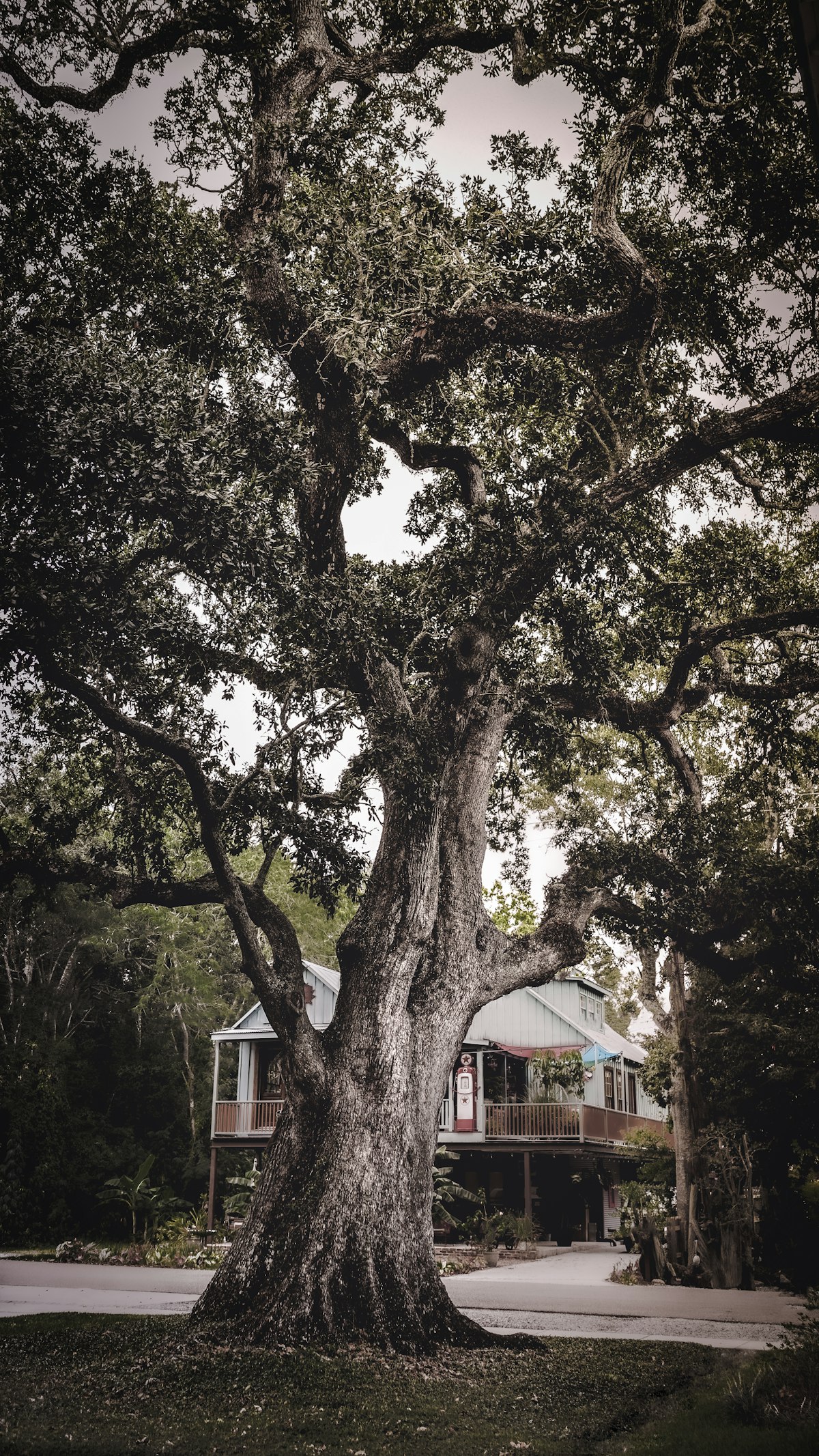 A large live oak tree with sprawling branches in front of a house