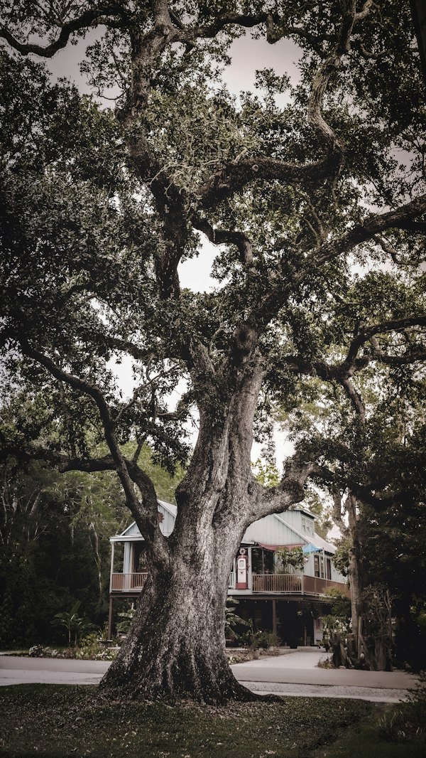 A large live oak tree with sprawling branches in front of a house