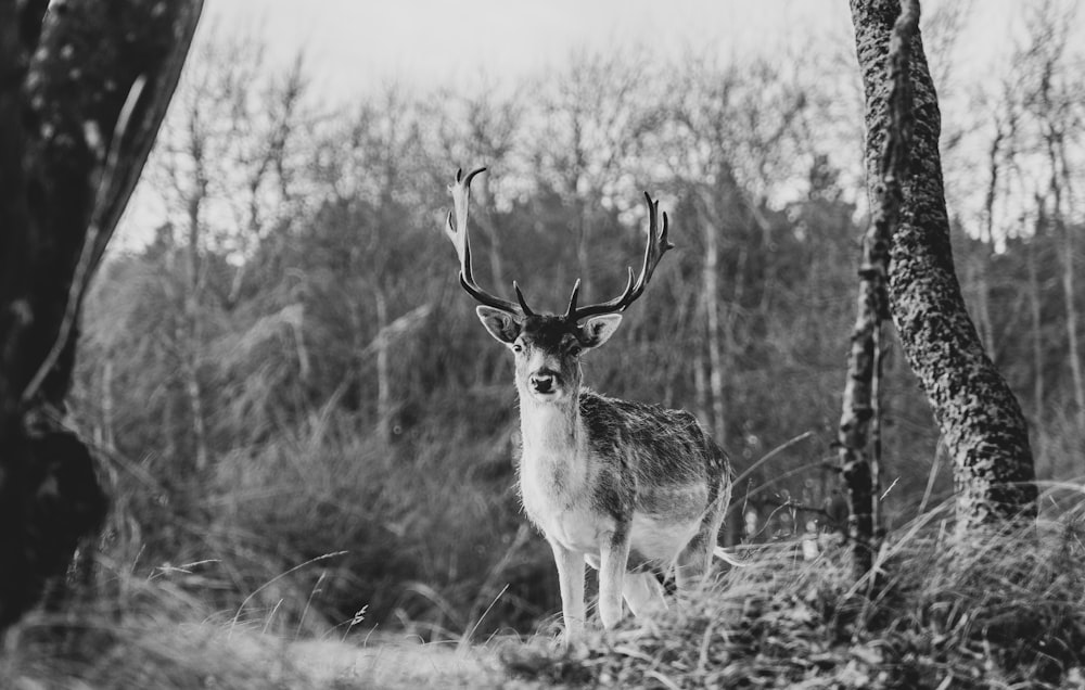 a black and white photo of a deer in the woods