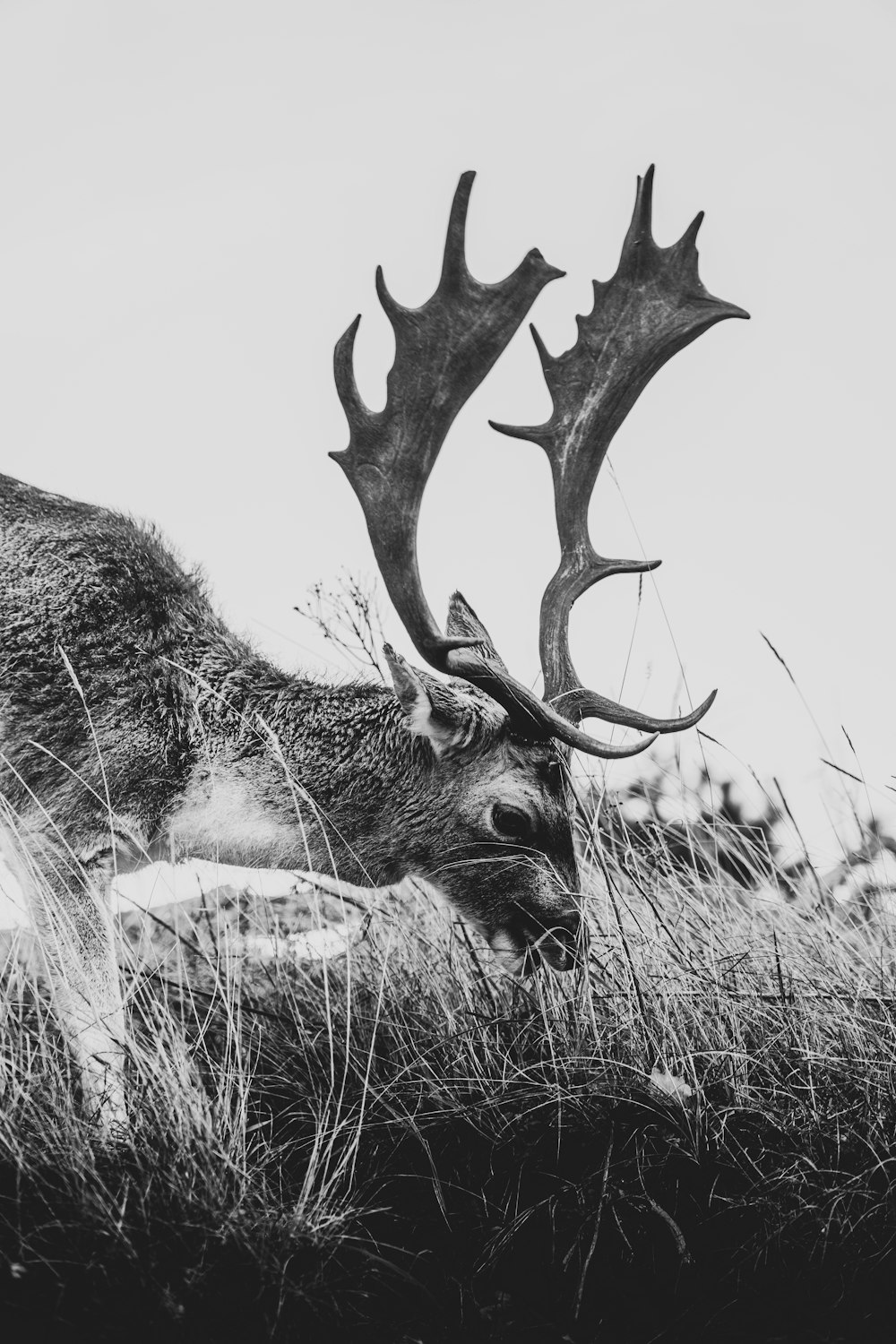 a black and white photo of a deer laying down