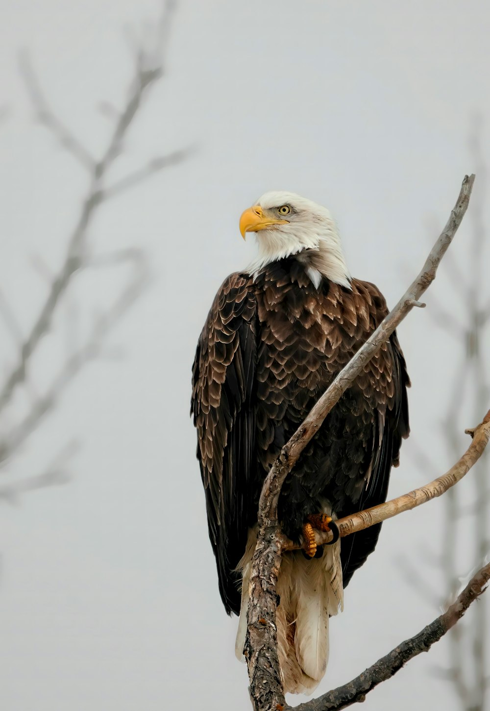 un águila calva posada en la cima de la rama de un árbol