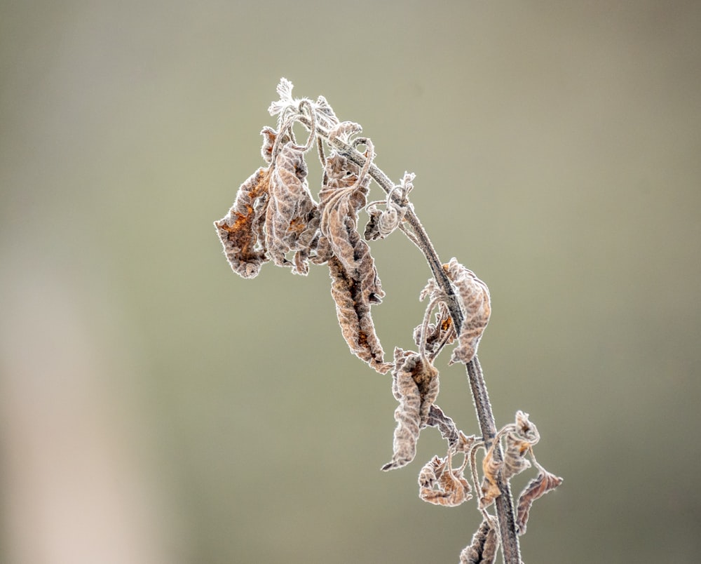 a close up of a plant with frost on it