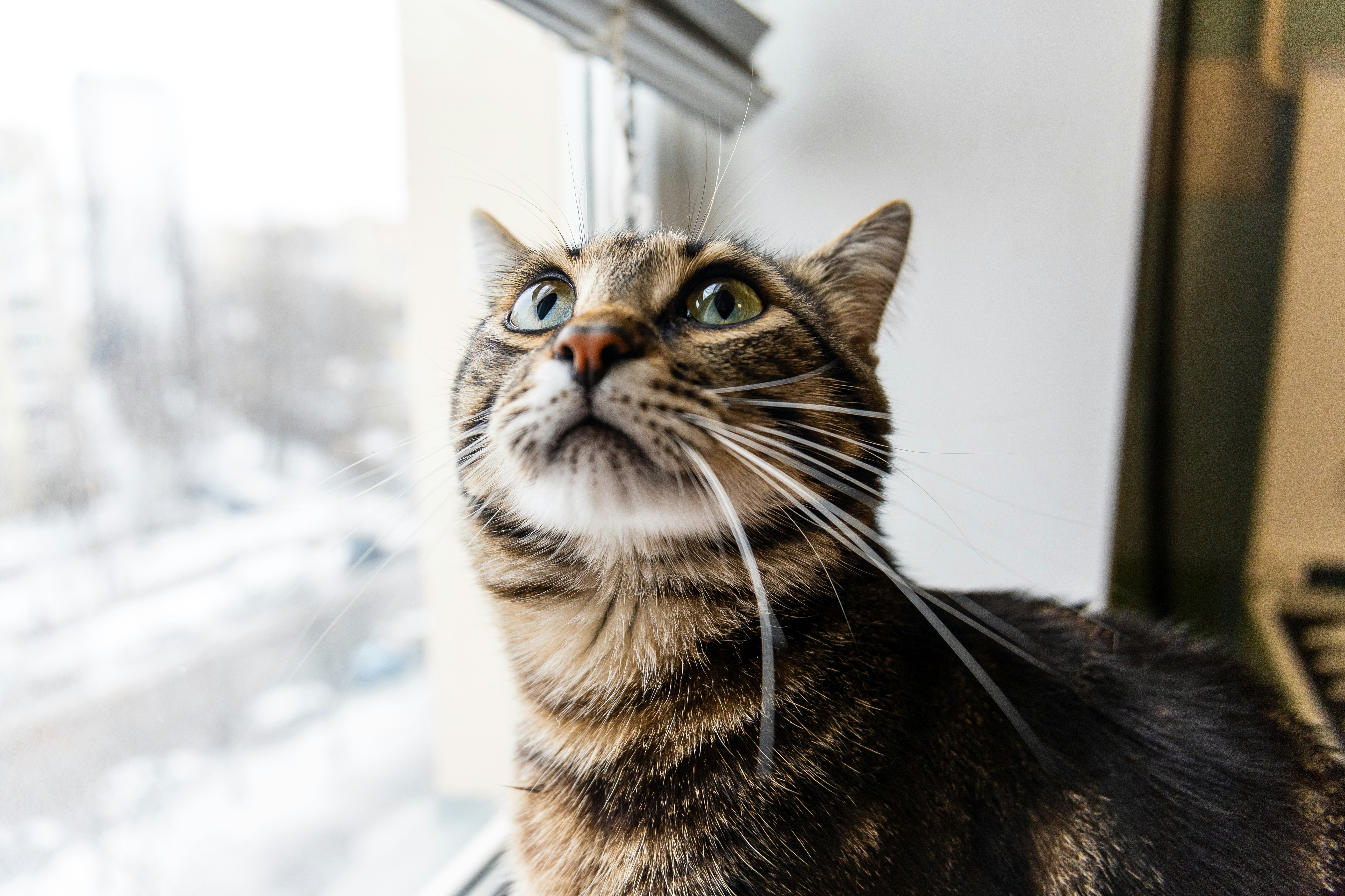Eine Katze, die zu etwas außerhalb eines Fensters aufschaut