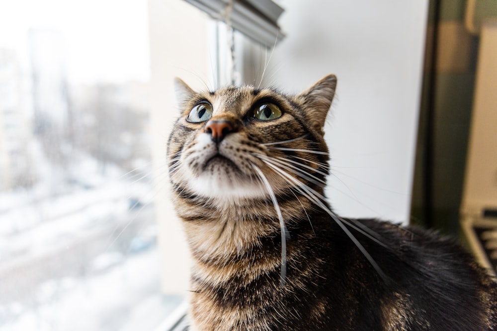 a cat looking up at something outside of a window