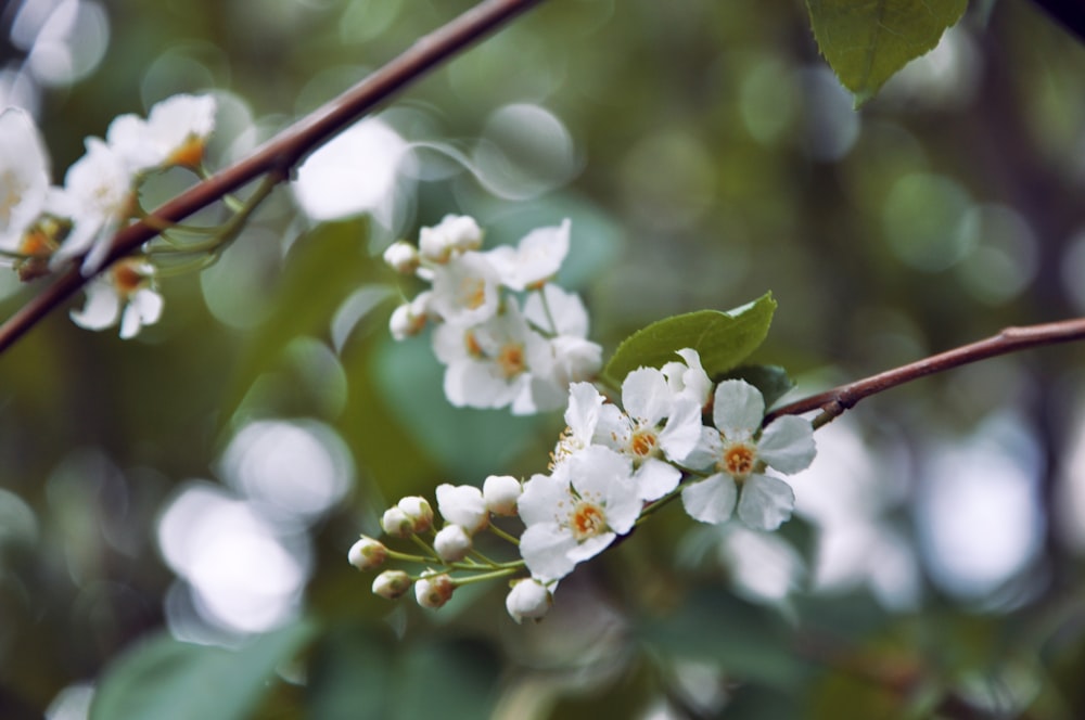 a branch with white flowers and green leaves