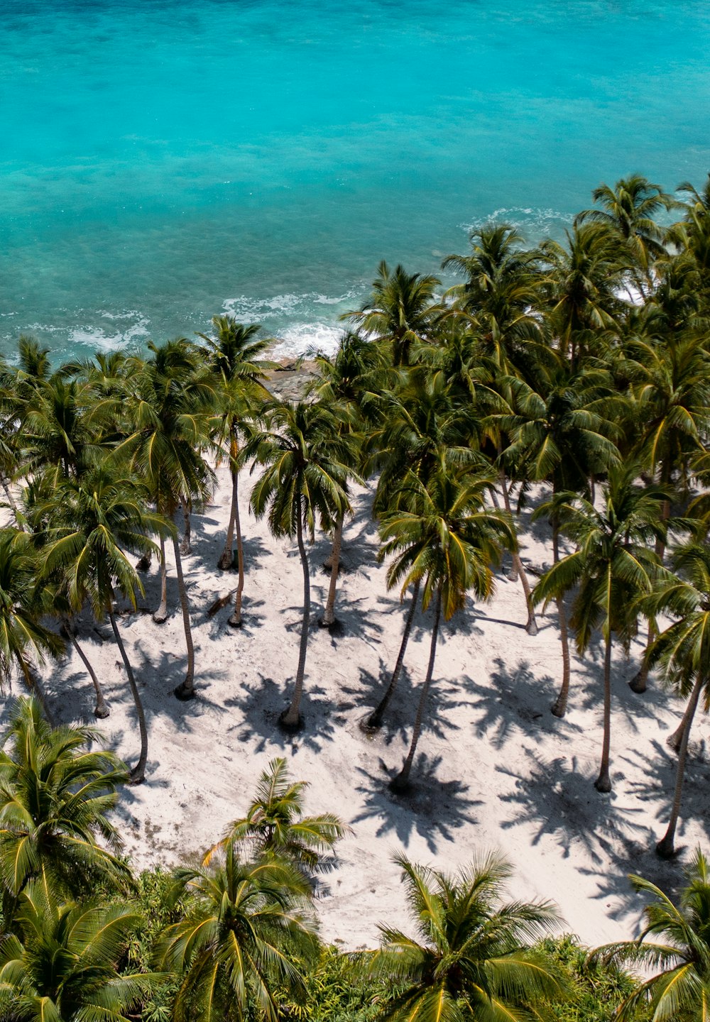 a beach with palm trees and blue water