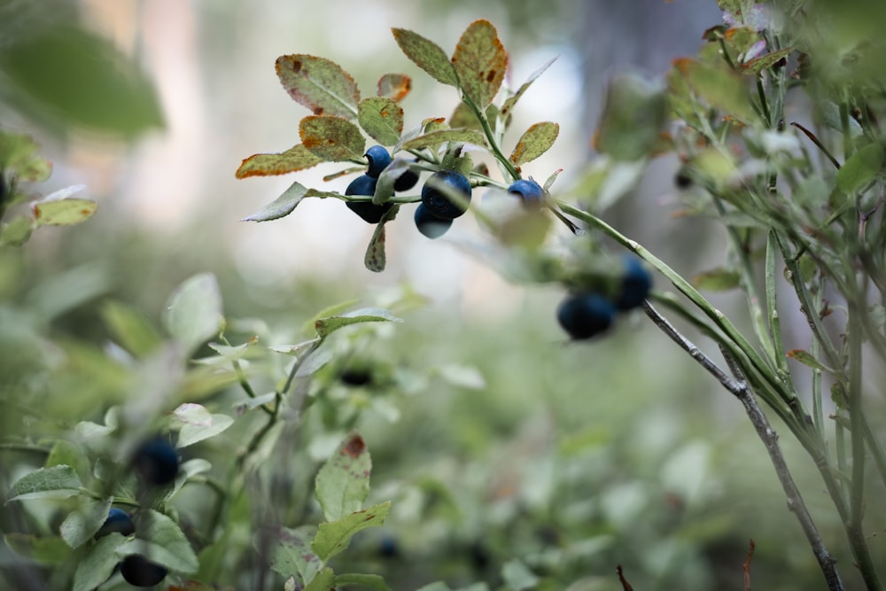 a close up of a plant with berries on it