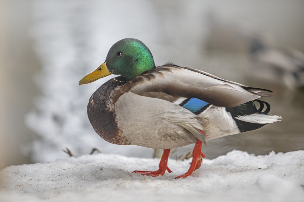 a duck sitting in the snow