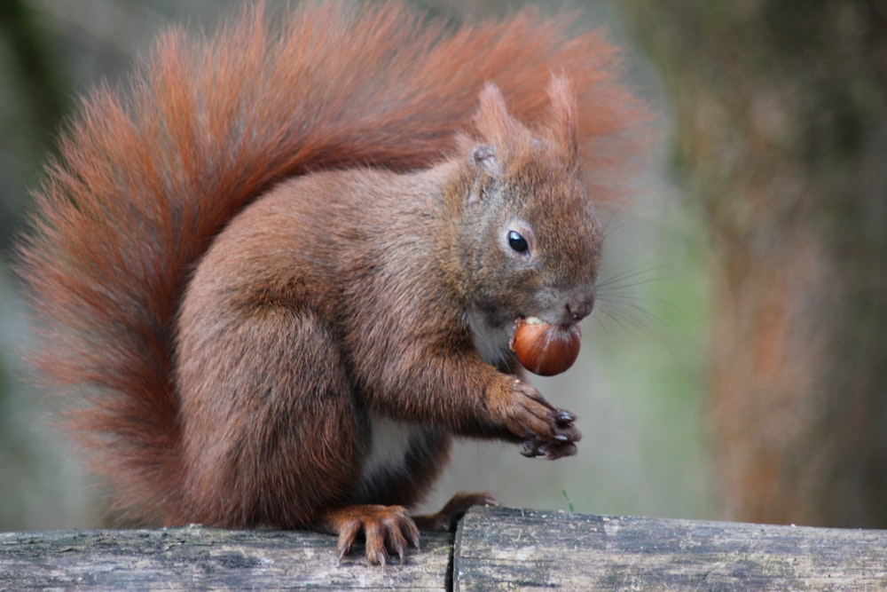 a red squirrel eating an acorn on a log