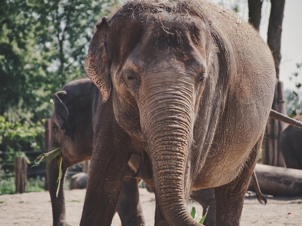 a elephant that is standing in the dirt