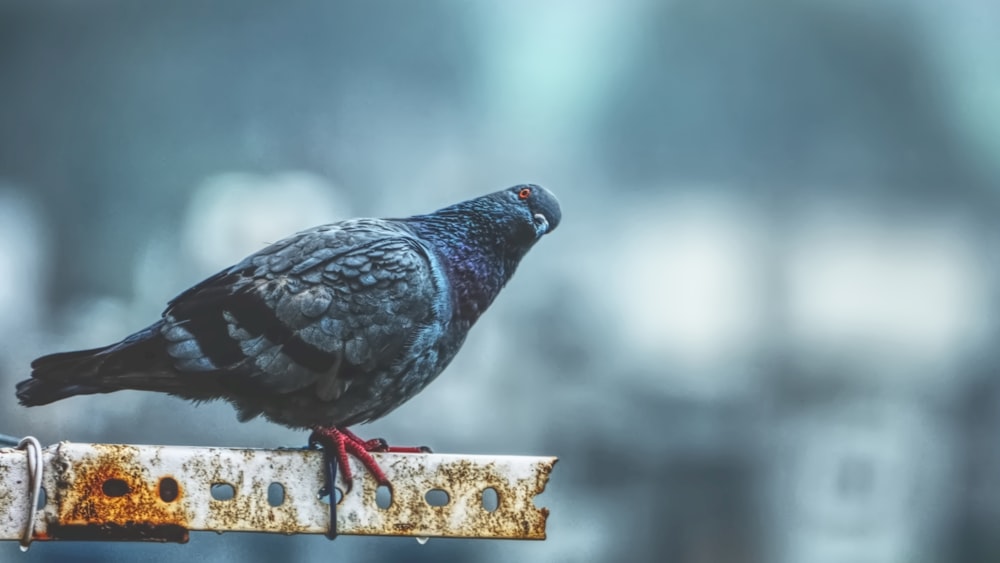 a pigeon sitting on top of a rusted piece of metal