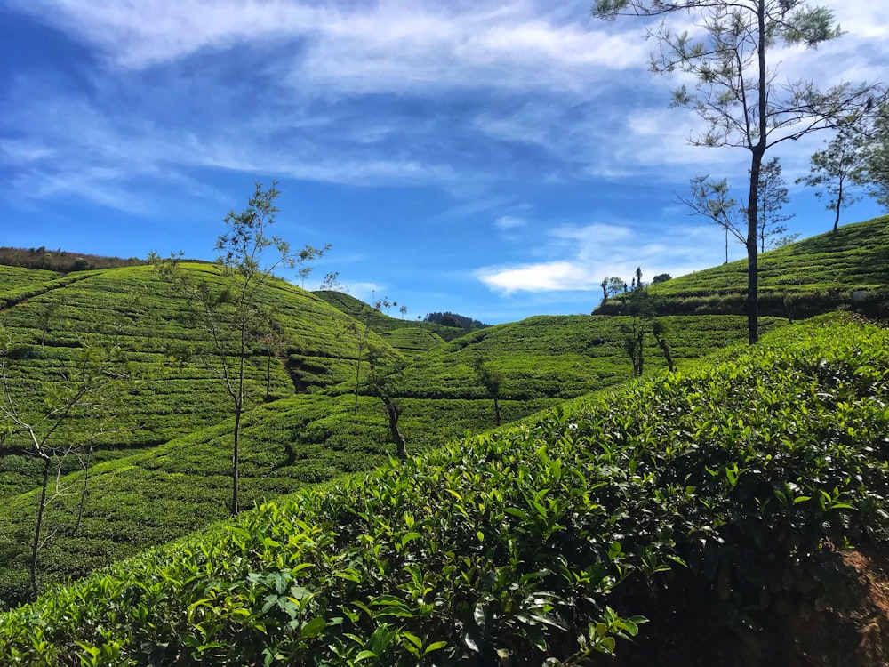 a lush green hillside covered in trees and bushes