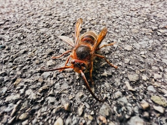 a close up of a bug on the ground