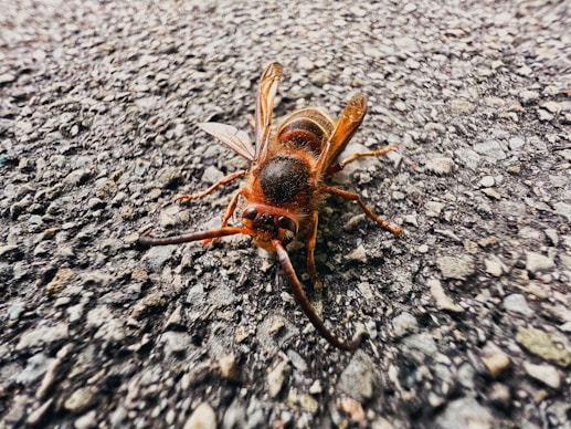 a close up of a bug on the ground