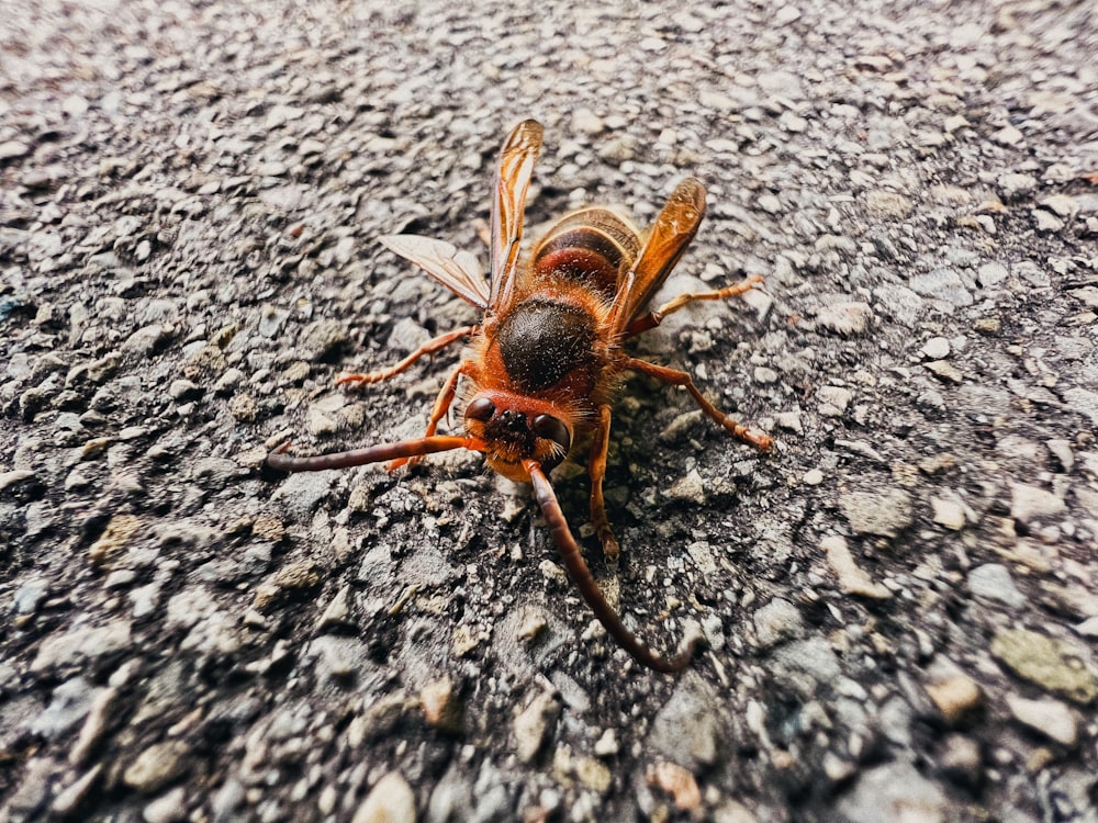 a close up of a bug on the ground