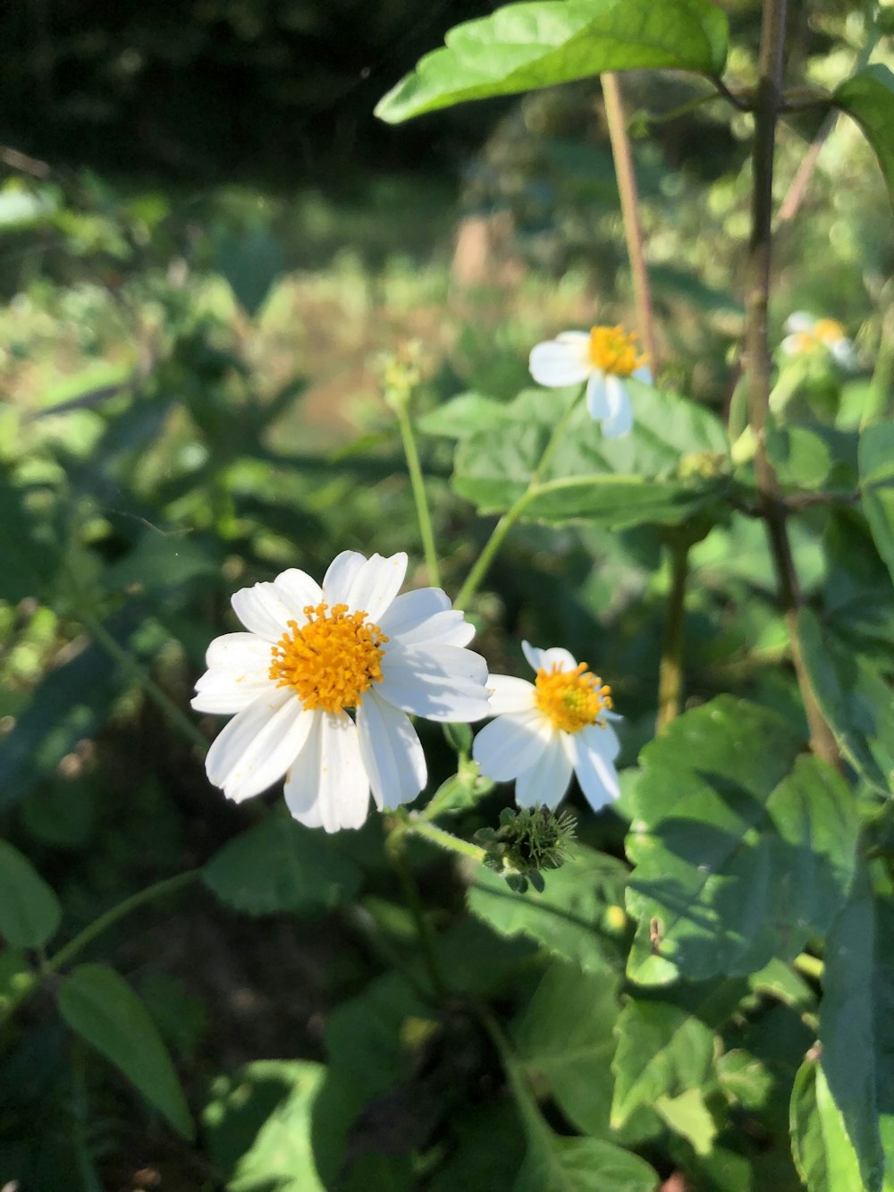 a couple of white flowers sitting on top of a lush green field