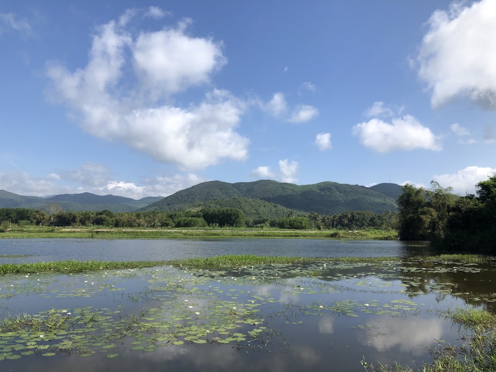 a body of water surrounded by a lush green forest