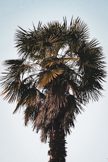 a tall palm tree with a blue sky in the background