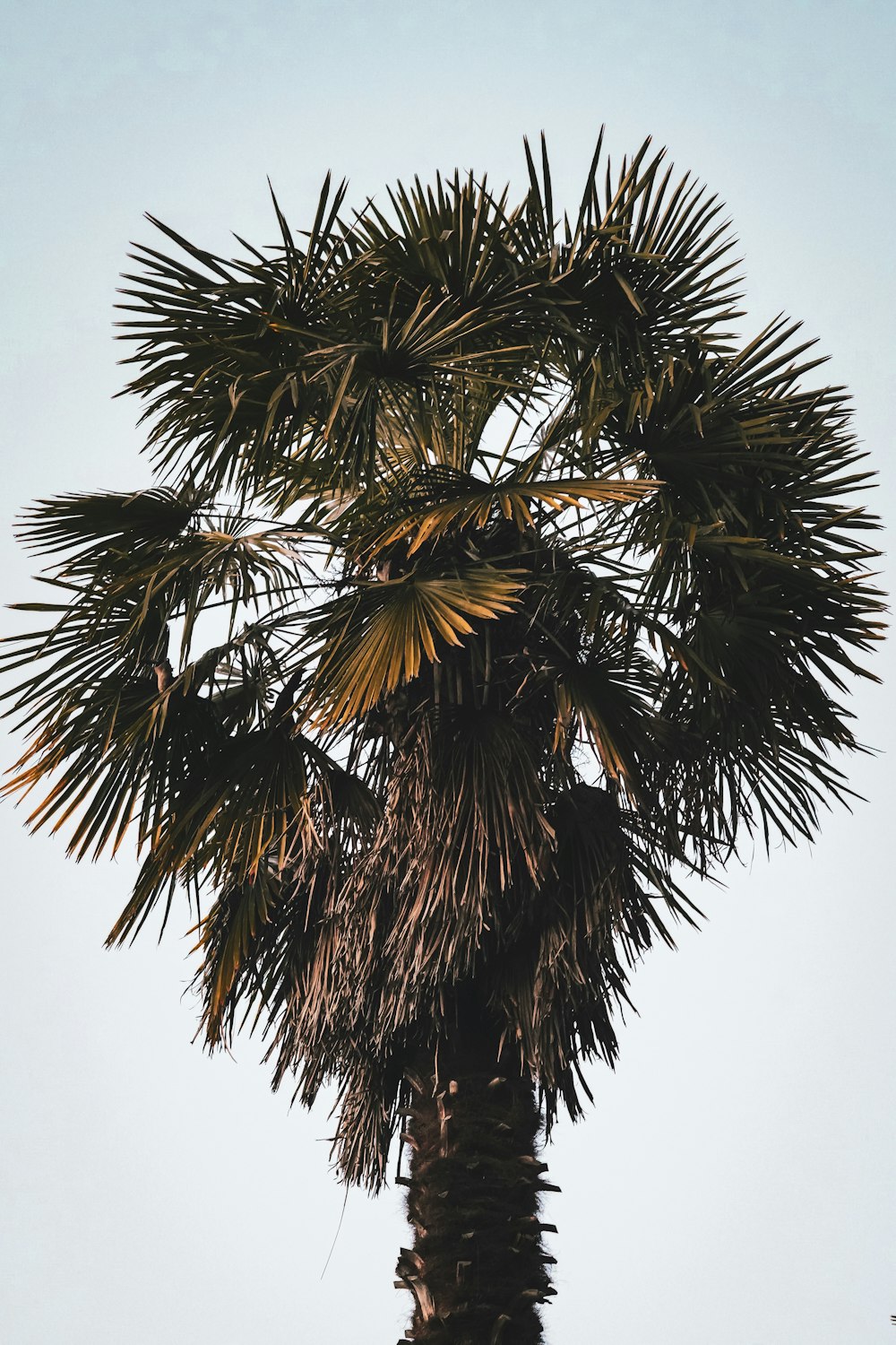 a tall palm tree with a blue sky in the background