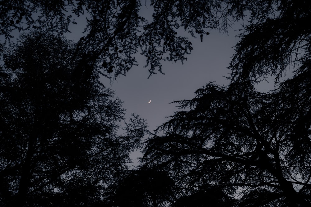 the moon is seen through the branches of trees