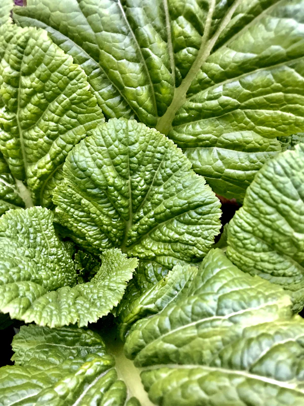 Mustard greens