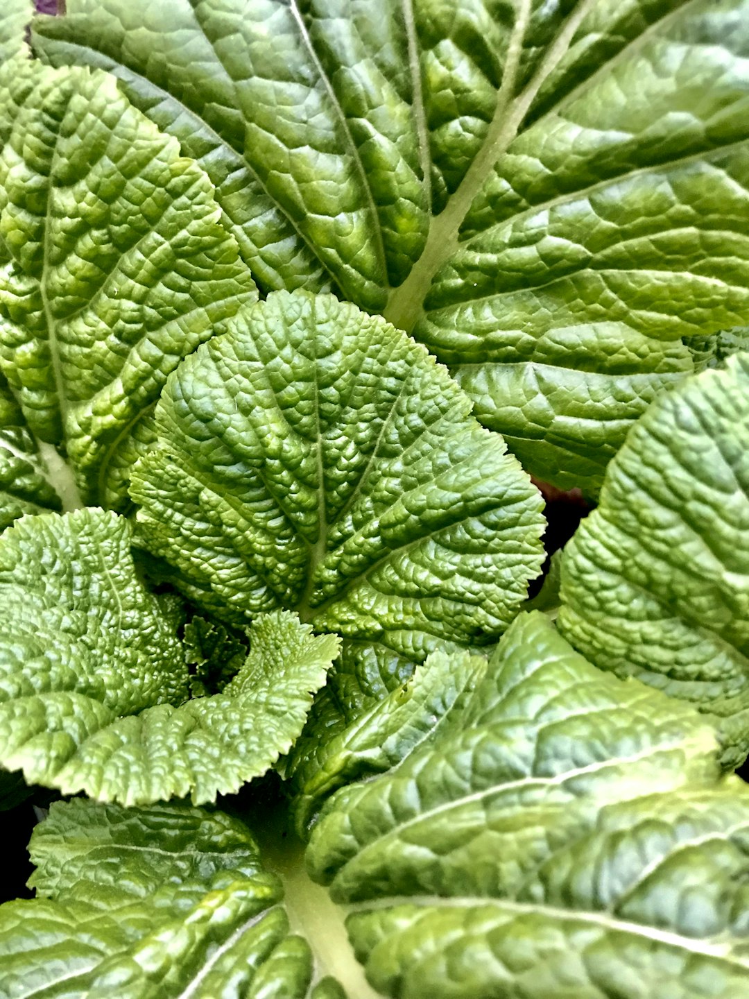 a close up of a green leafy plant