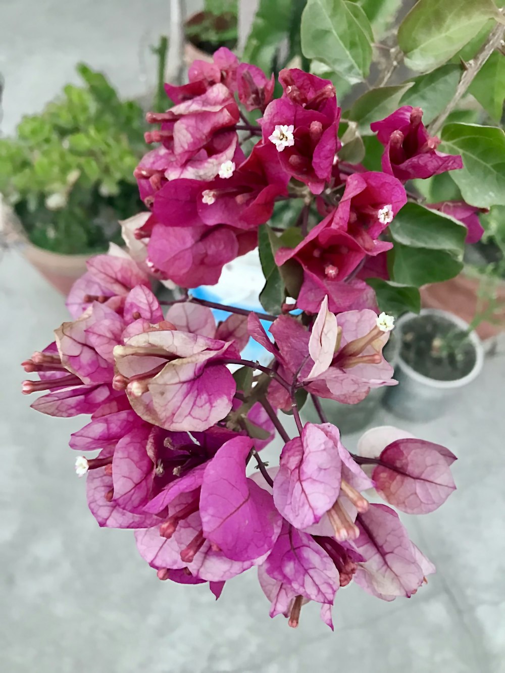 a bunch of purple flowers in a pot