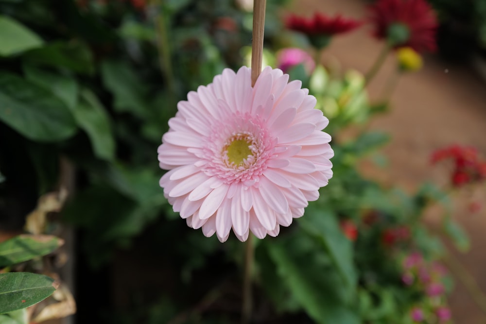 a pink flower with green leaves in the background