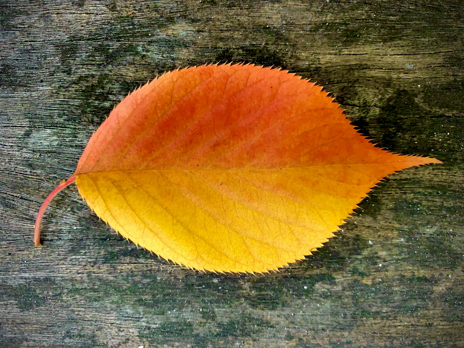A vibrant linocut print in warm autumn colors displayed on a wooden table in the atelier.