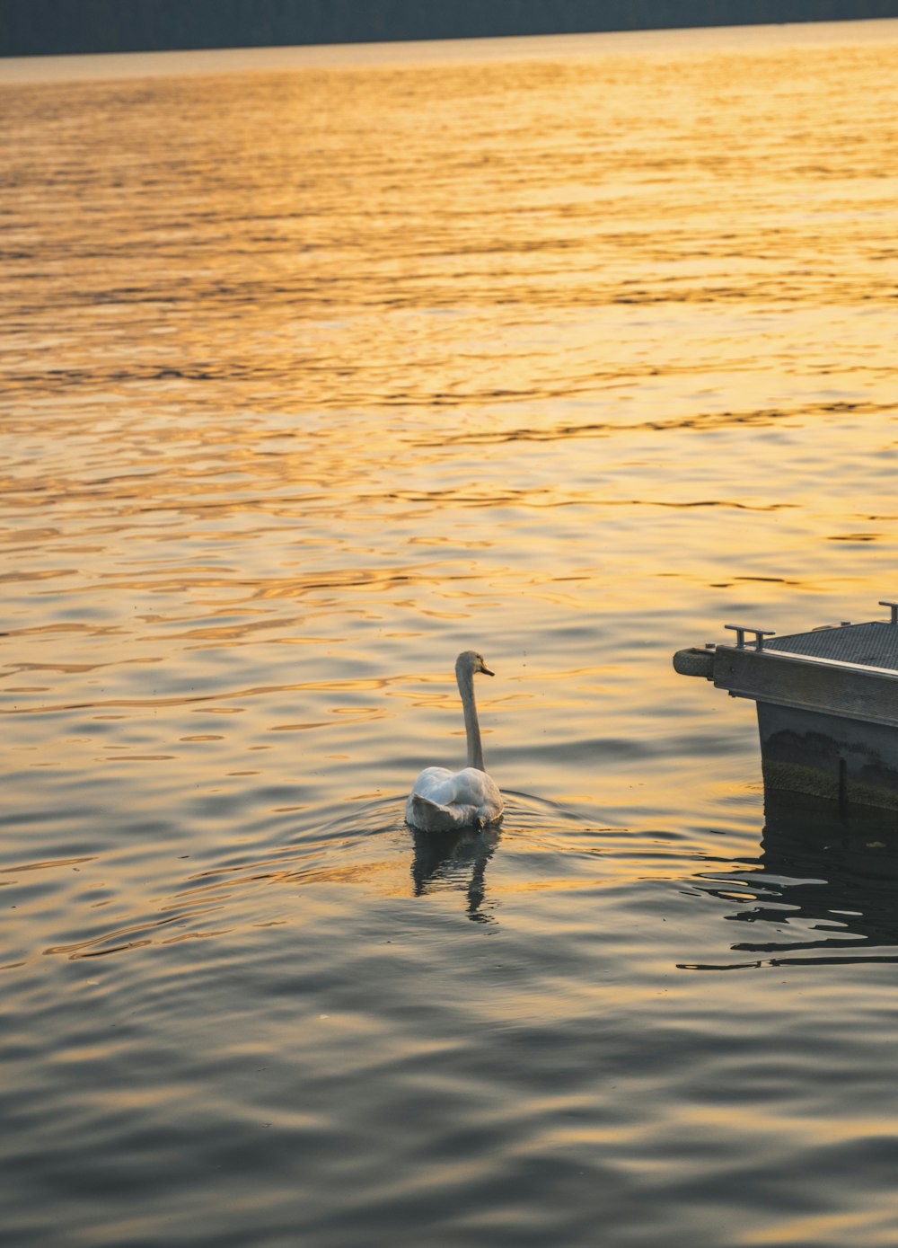 a swan swimming in the water next to a dock