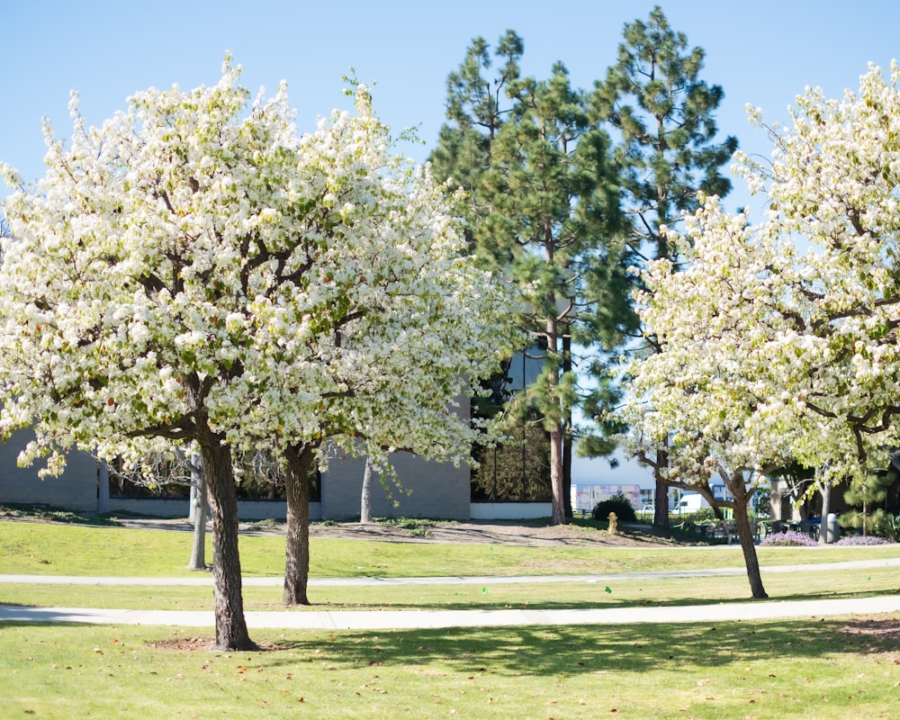 a couple of trees that are in the grass