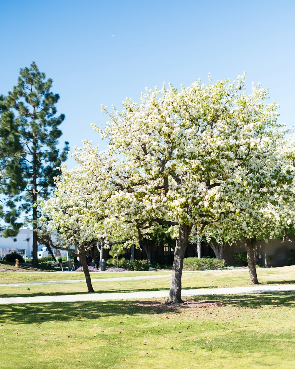 a tree with white flowers in a park