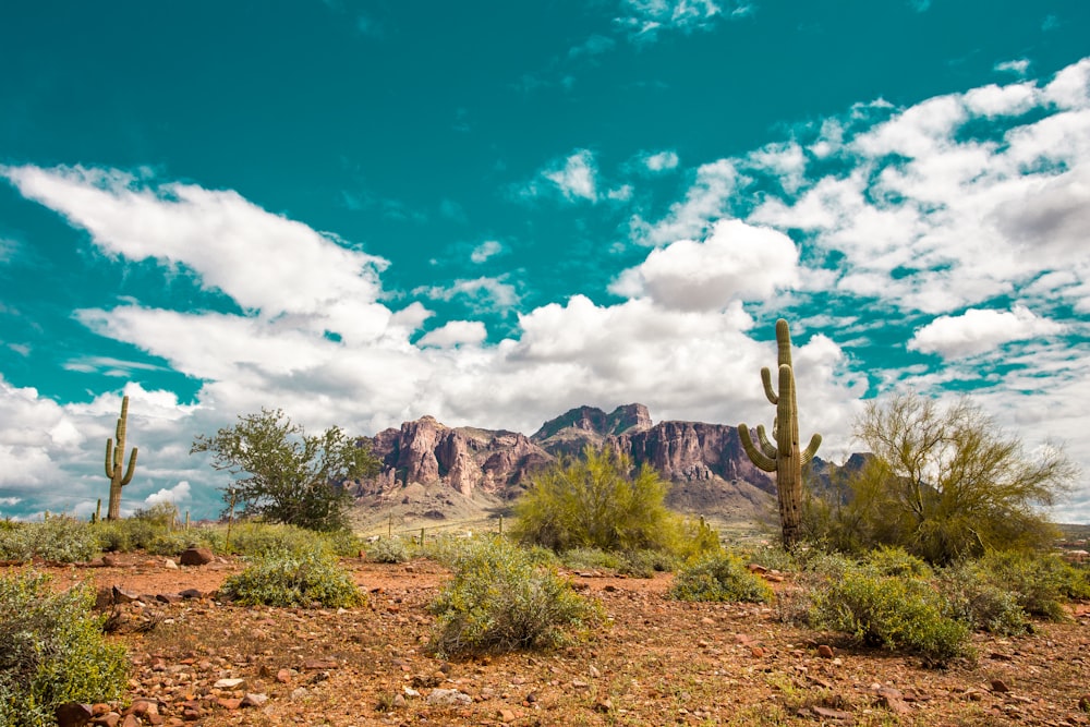 a desert landscape with cactus trees and mountains in the background