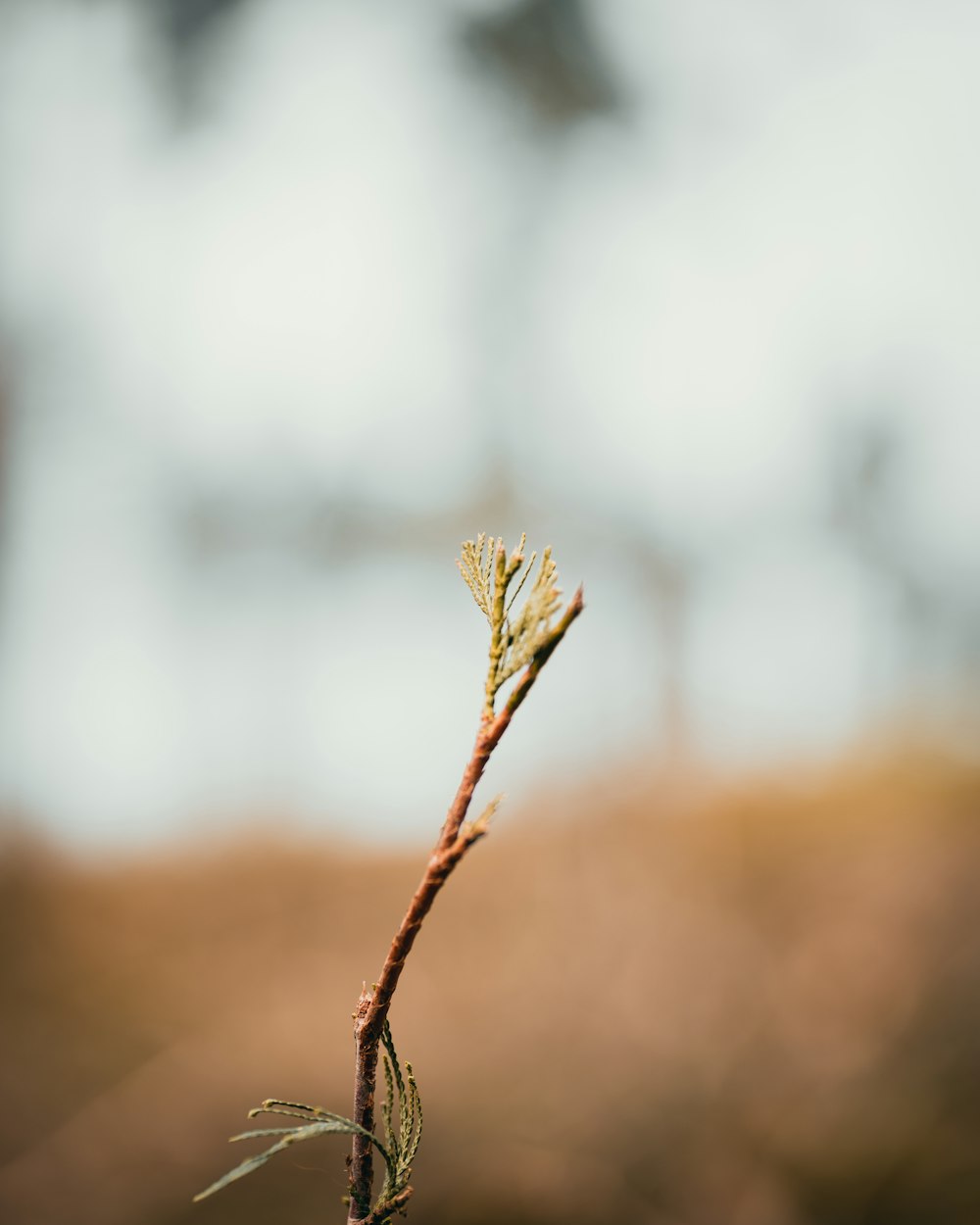 a small twig on a thin twig