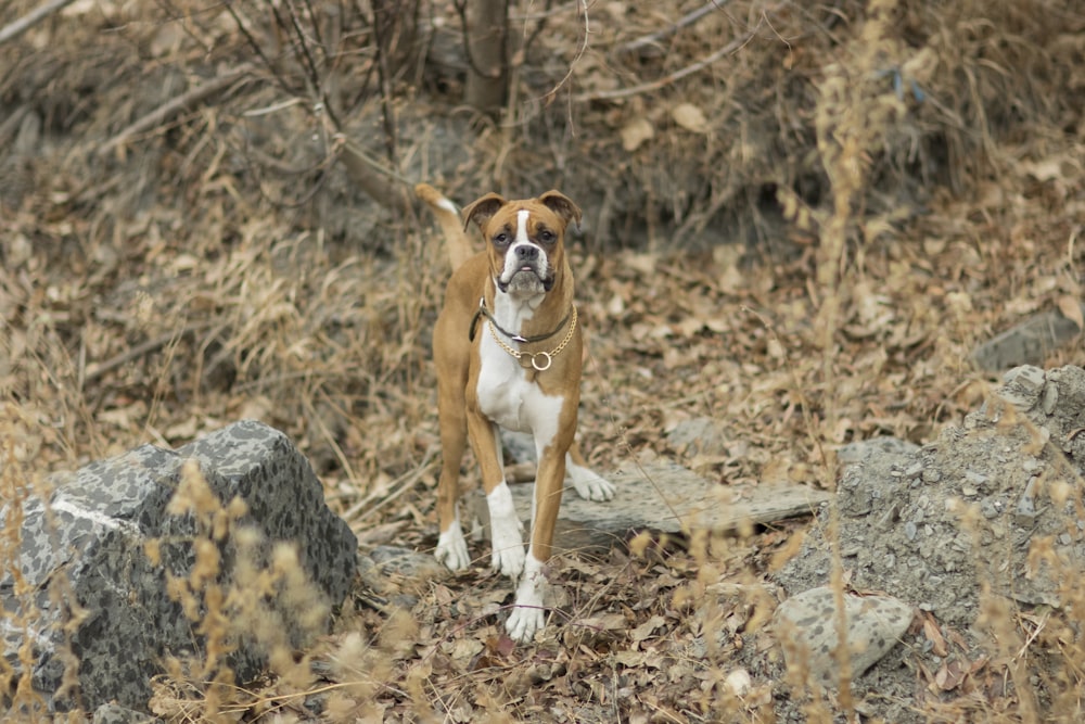 a brown and white dog standing on top of a rocky hillside