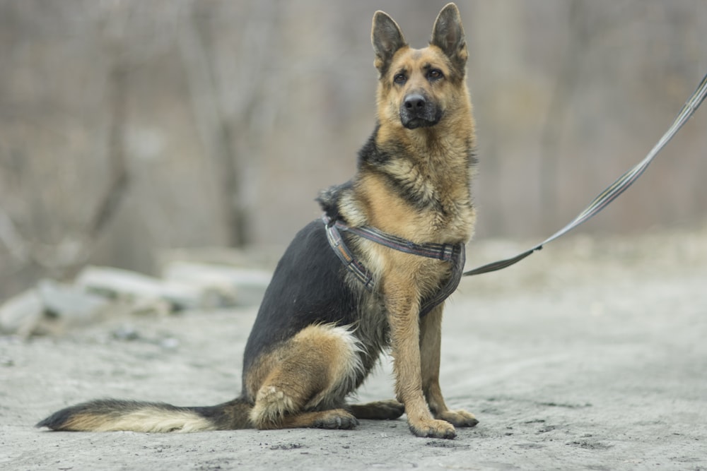 a german shepard dog sitting on a leash