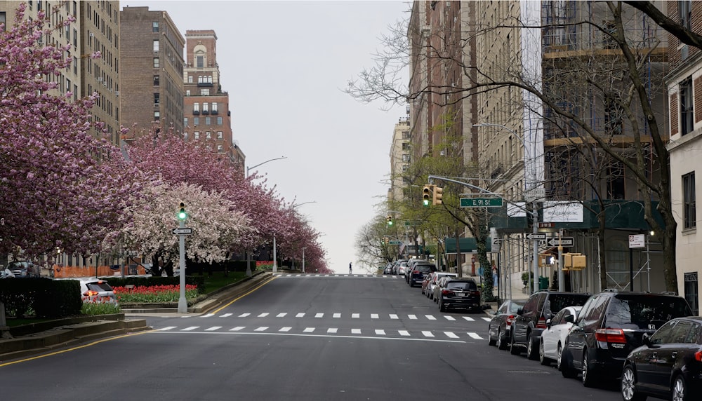 a city street lined with tall buildings and flowering trees