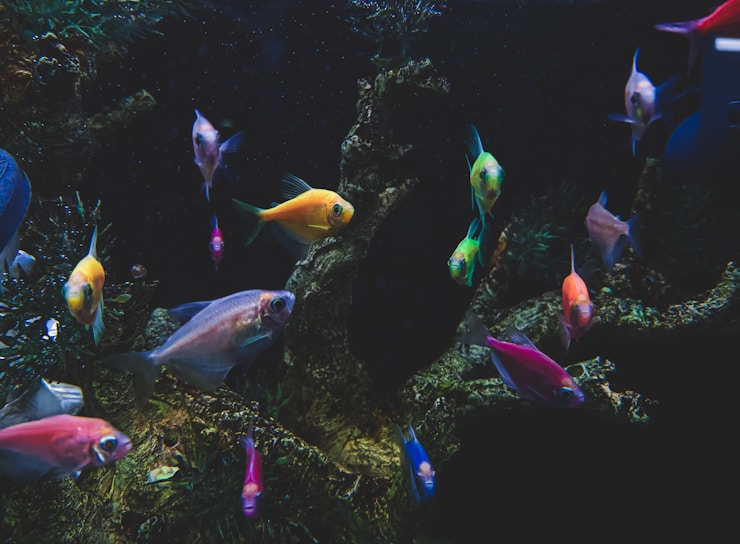 a group of fish swimming in an aquarium