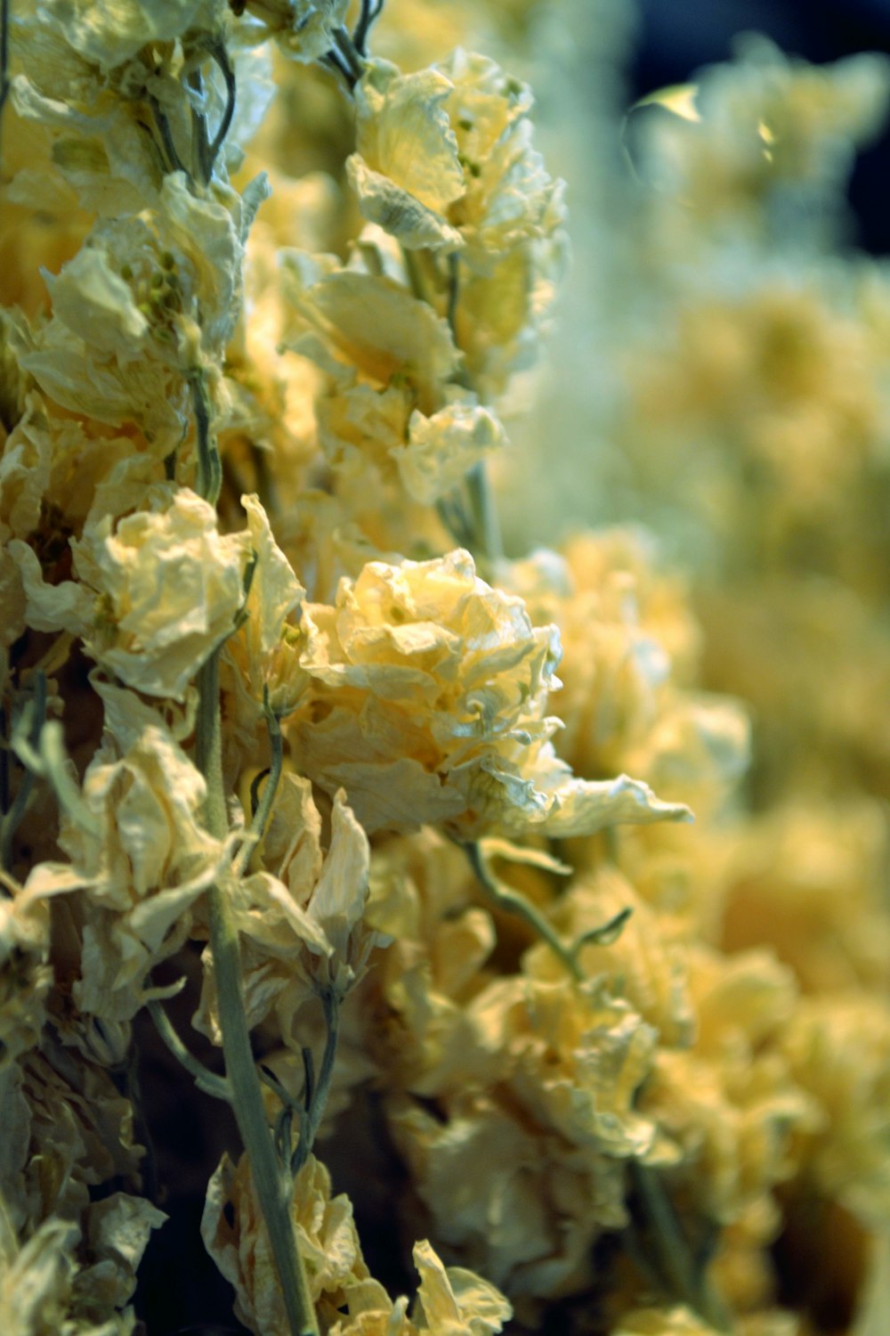 a bunch of yellow flowers that are in a vase