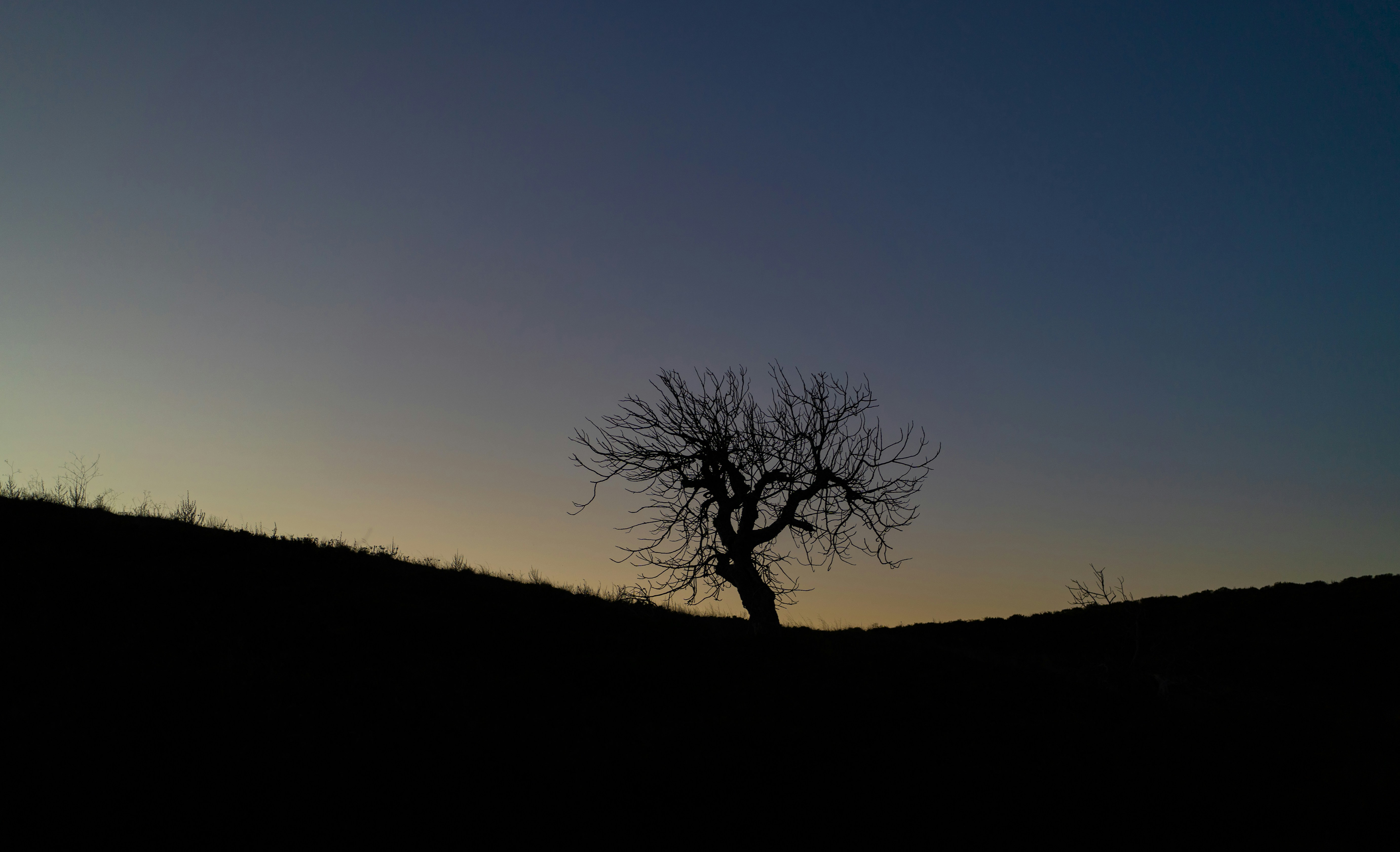 a lone tree on a hill at sunset
