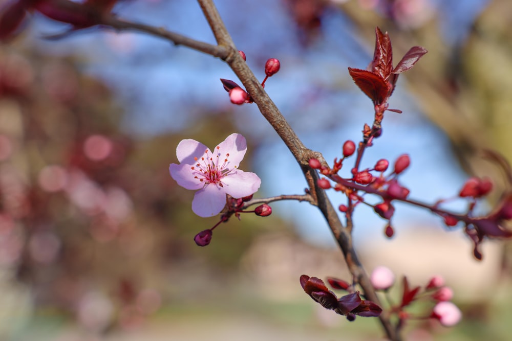 a close up of a flower on a tree branch