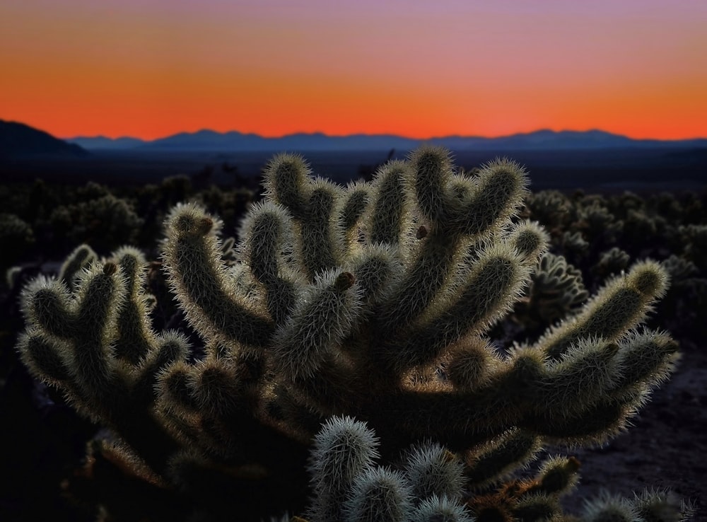 a large cactus with a sunset in the background