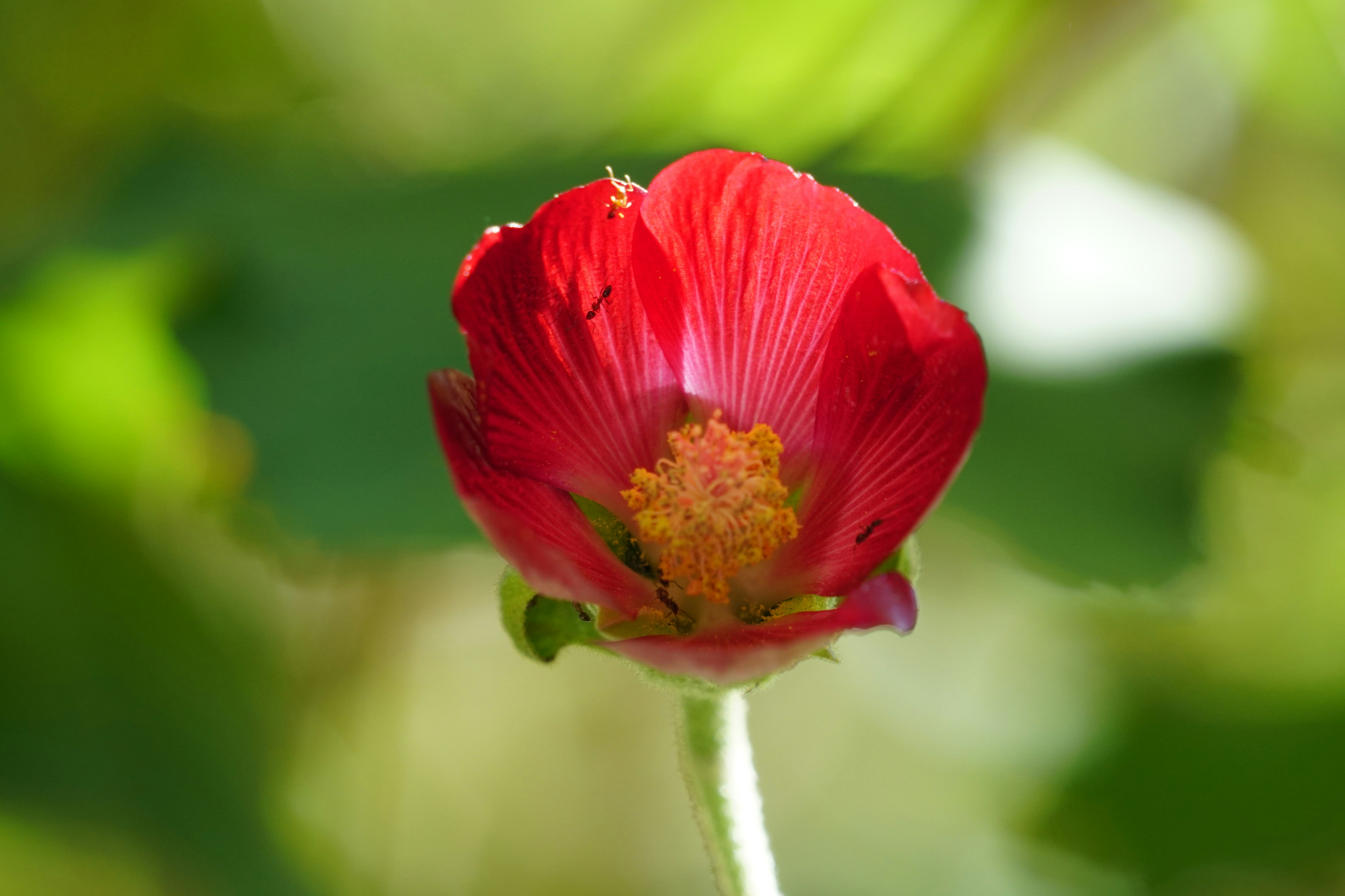a close up of a red flower with green leaves in the background