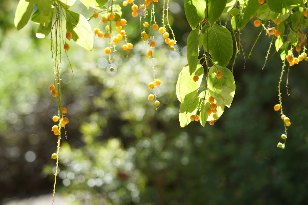 a bunch of yellow berries hanging from a tree