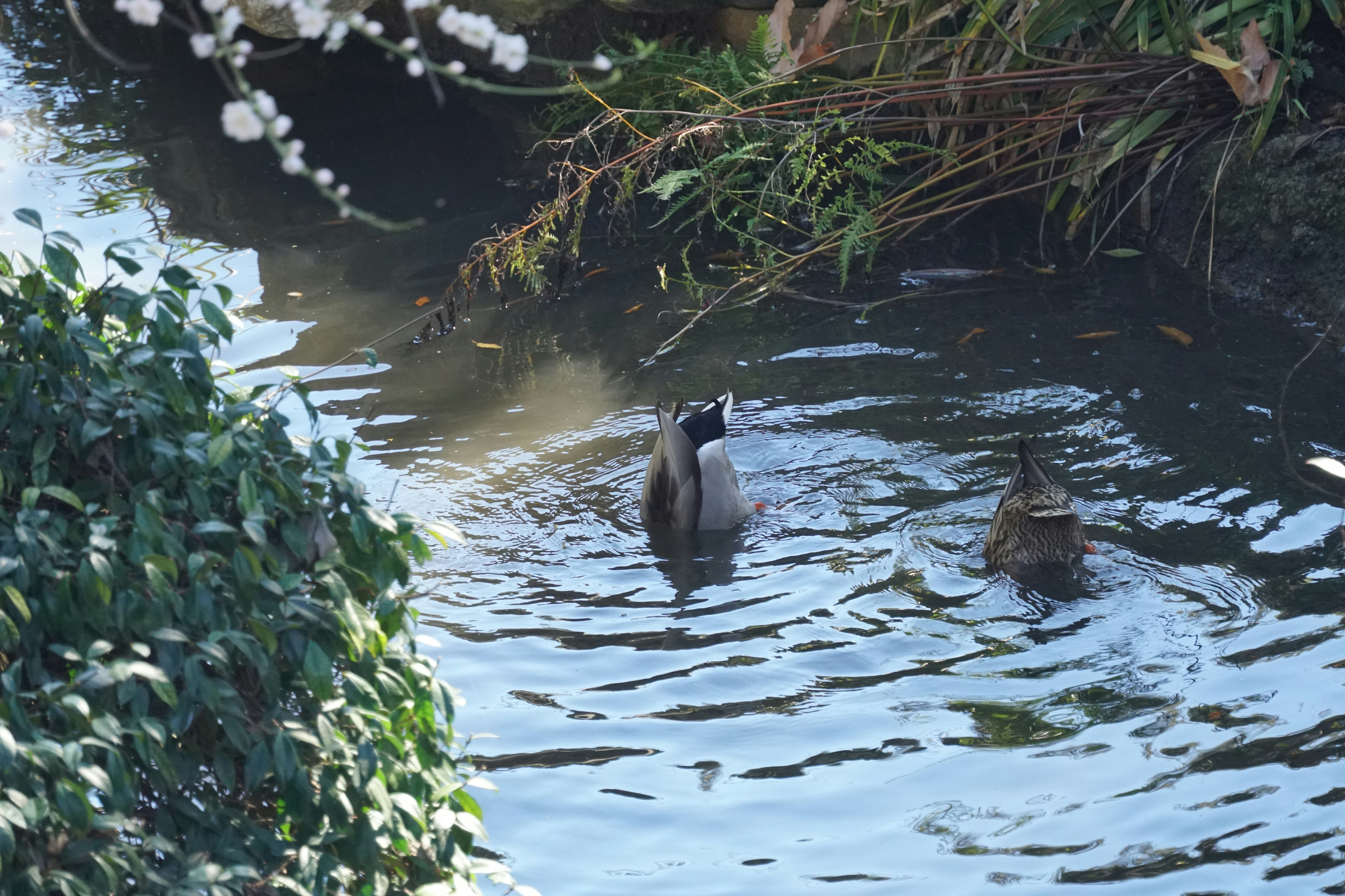 a couple of ducks are swimming in the water
