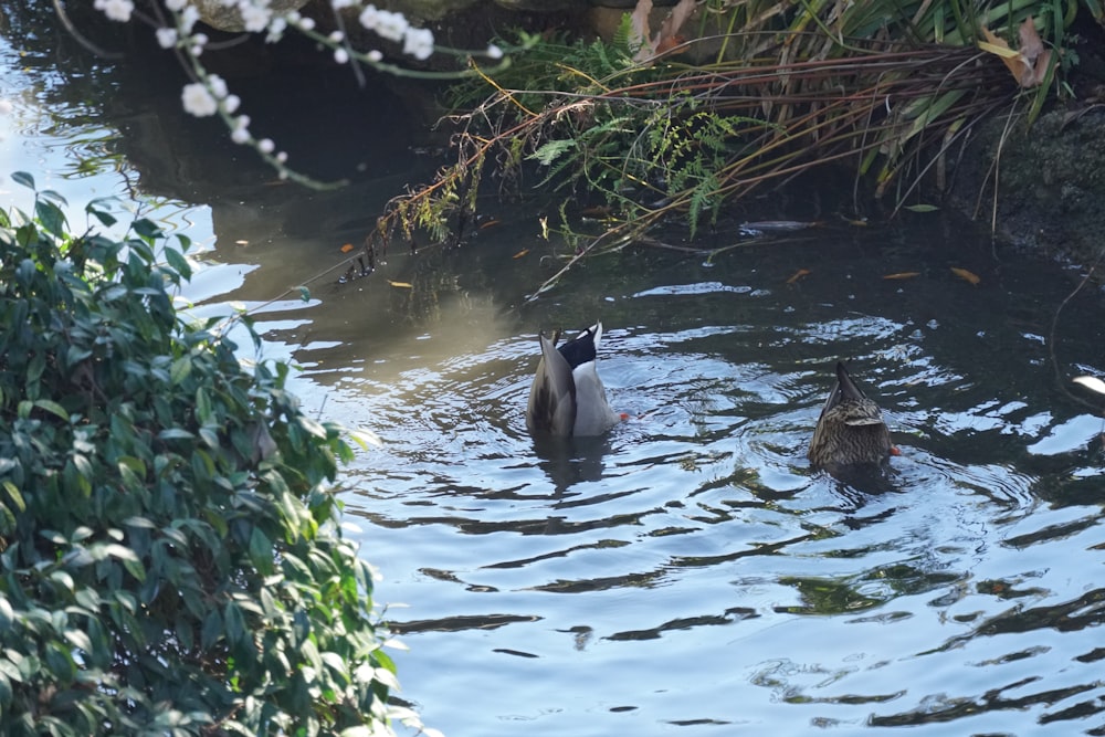 a couple of ducks are swimming in the water