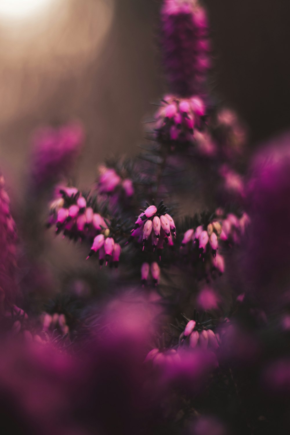 a close up of a bunch of purple flowers